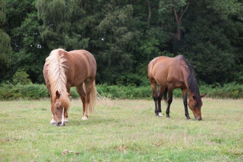 Farm Stay Luythoeve Meeuwen Ngoại thất bức ảnh